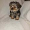 Male Yorkie ready for new home