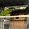 PAIR of SEVERE Macaws