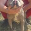 American Bully puppies due October fifth