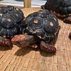 4 red foot tortoises