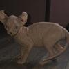 Sphynx (one available)