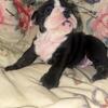 Exotic Mini ENGLISH BULLDOG Puppies