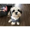 2 year old male Shih Tzu puppy
