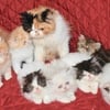 Persian kitten in Florida   Tampa  $100 #330-319-0095