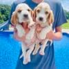 Two Baby Bassets- AKC registered