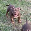 American bully