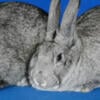 American Chinchilla Young Bucks