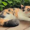 Exotic SH Female Calico