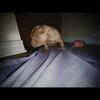Pocket American bullys