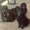 AKC Miniature Poodle Pups! 