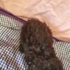 Miniature Poodles Male and Females