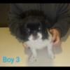 Japanese Chin puppies