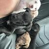 🐶 Puppies for Sale 🐶