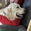 AKC Golden Retriever Stud