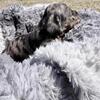 Rizo from the Chili Bean Litter - Black&Tan Dapple Smooth Coat Male - $1,600