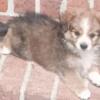 Puppy ! Mini Aussie Pomapoo . Meet "TOBY" Baby Boy. Parents 25lbs. Smithfield VA 23430