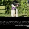 PARTI STANDARD POODLE STUD SERVICE ONLY