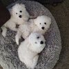 BICHON FRISE' PUPPIES