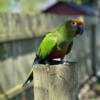 Beautiful parrot young and healthy 9 months old super friendly for more Inf send me a text 