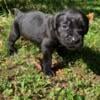 Sweet Beast Cane Corso Puppies