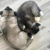 Akita Pups