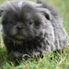 Gorgeous Blue Shihtzu Boy Colt