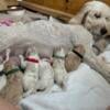 Goldendoodle puppies for sale