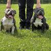 American bully couple 