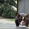 Exotic bully stud short compact