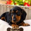 Mini dauschund puppies