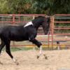 Double registered twh Smokey black tobiano colt