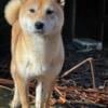 AKC Shiba Inu adult female