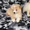 Pomeranian males and female