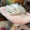 Beautiful Persian Kittens