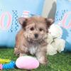 Duchess Regal Teacup Female Havayork Puppy