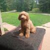 F1b goldendoodles 
