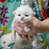 Doll Face Blue Eyed White Persians