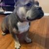 3 year old  male American bully