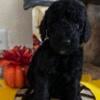 Standard Poodle AKC Seeking fur ever home