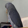 Violet pied Indian ring neck