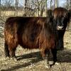 Brindle Female Highland Cow For Sale