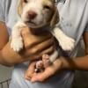 Lemon Beagle Puppy Born Billy