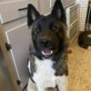 Akita needs rehomed asap