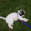 Chestnut-cavapoo