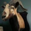 Taxidermy Ram Mount - $200