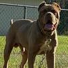Real North American Mastiff For Stud!!! Or for sale 2k
