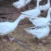 Cotton patch geese for sale