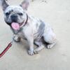 Akc merle female French bulldog( in 2nd heat now)