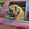 Old English Mastiff Stud Service 