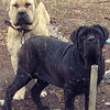 F1 German Shepherd x Boerboel puppies